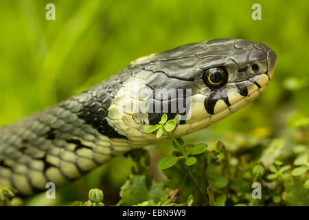 Biscia dal collare (Natrix natrix), il ritratto di una donna, in Germania, in Baviera Foto Stock