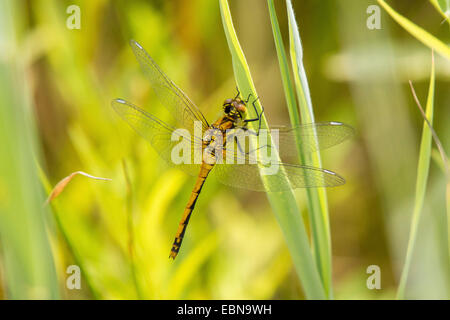 Nero (sympetrum Sympetrum danae), femmina, in Germania, in Baviera Foto Stock