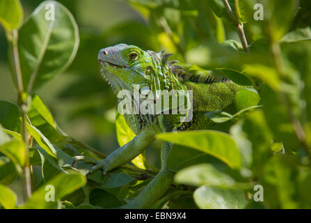 Verde (IGUANA Iguana iguana) Curry amaca membro Park, Little Crawl chiave, Florida, Stati Uniti d'America. Specie introdotte. Foto Stock