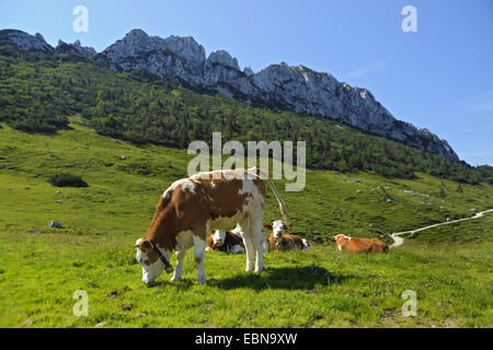 Gli animali domestici della specie bovina (Bos primigenius f. taurus), mucche al Steinling alpe sotto la cima del Kampenwand, in Germania, in Baviera, Chiemgau, Aschau Foto Stock
