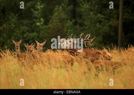 Il cervo (Cervus elaphus), rumoreggianti stag con cerve, Germania, Sassonia Foto Stock
