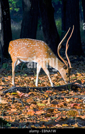 Avvistato cervi asse, cervi, chital (asse asse, Cervus asse), feste di addio al celibato sui mangimi, India, il Madhya Pradesh Bandhavgarh National Park Foto Stock