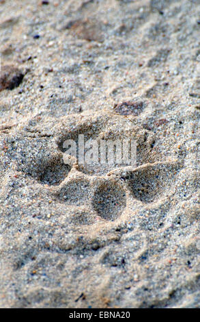 Tigre del Bengala (Panthera tigris tigris), foot print in sabbia, India, il Madhya Pradesh Bandhavgarh National Park Foto Stock