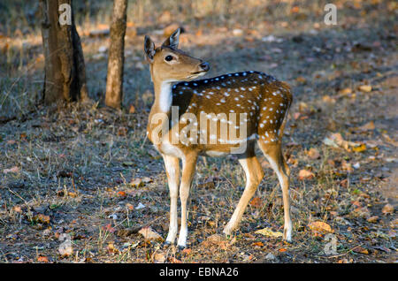 Avvistato cervi asse, cervi, chital (asse asse, Cervus asse), femmina di prelevare il profumo, India, il Madhya Pradesh Bandhavgarh National Park Foto Stock