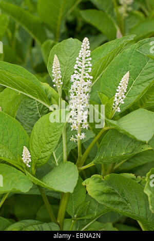 Pokeweed, Indiano poke, rosso-Impianto di inchiostro, Indiano pokeweed (Phytolacca esculenta, phytolacca acinosa), fioritura Foto Stock