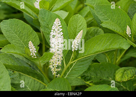 Pokeweed, Indiano poke, rosso-Impianto di inchiostro, Indiano pokeweed (Phytolacca esculenta, phytolacca acinosa), fioritura Foto Stock