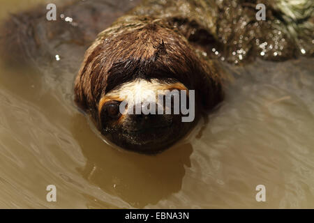 Marrone-throated sloth (Bradypus variegatus), nuotare nel fiume, Perù, Loreto, Fiume Yanayacu Foto Stock