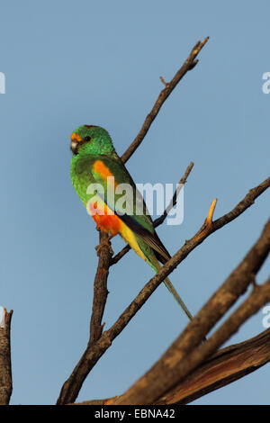 Mulga parrot (Psephotus varius), appollaiate sul ramo, Australia Australia Occidentale Foto Stock