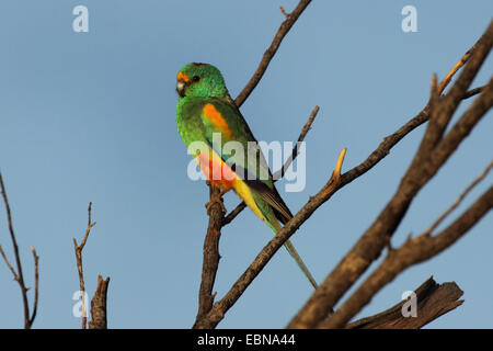 Mulga parrot (Psephotus varius), appollaiate sul ramo, Australia Australia Occidentale Foto Stock