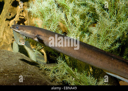 Anguilla anguilla europea, fiume anguilla (Anguilla anguilla), nuoto, Germania Foto Stock