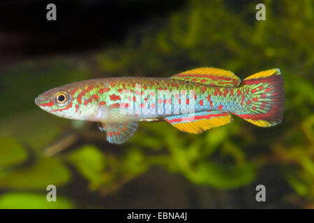 La Nigeria Aphyosemion, Nigeria Killifish, Nigeria Killi, blu acciaio (Aphyosemion Aphyosemion gardneri nigerianum, Fundulopanchax gardneri nigerianum), nuoto Foto Stock