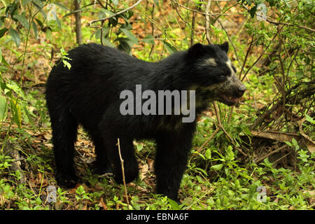 Spectacled bear, Andino bear (Tremarctos ornatus), passeggiate nella foresta, Perù Lambayeque, Reserva Chaparri Foto Stock