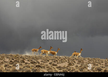 Vicuna (Vicugna vicugna), allevamento e tempesta in avvicinamento in background, Cile, Norte Grande, Lauca Parco Nazionale Foto Stock