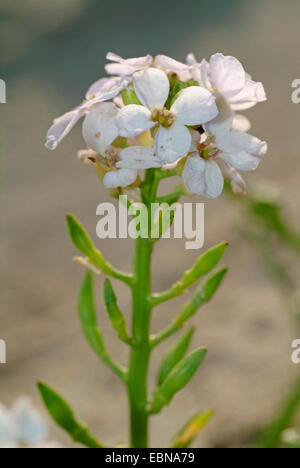 Unione searocket, mare rocket (Cakile maritima), infiorescenza, Germania Foto Stock