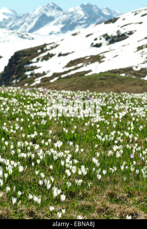 Crocus bianco, molla crocus (crocus vernus ssp. albiflorus, Crocus albiflorus), che fiorisce in un prato di montagna, Germania Foto Stock