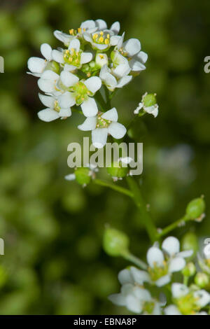 Scabbia comune erba (Cochlearia officinalis), infiorescenza, Germania Foto Stock