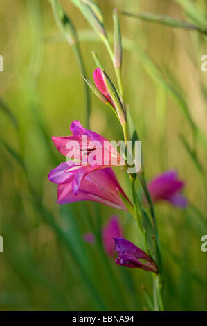 Marsh gladiolus (Gladiolus palustris), fiori, Germania Foto Stock