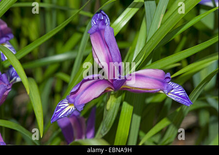 Bandiera Grass-Leaved (Iris graminea), fiore Foto Stock