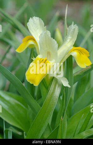 Juno iris, cornuto (iris Iris bucharica), fiore Foto Stock