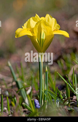 Rasa nana iris, Nana (iris Iris danfordiae), fiore Foto Stock