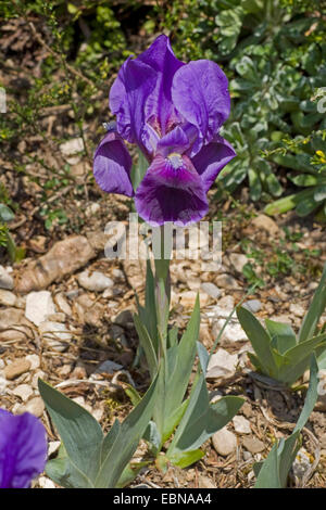 Dwarf Barbuto (Iris Iris lutescens), fioritura Foto Stock