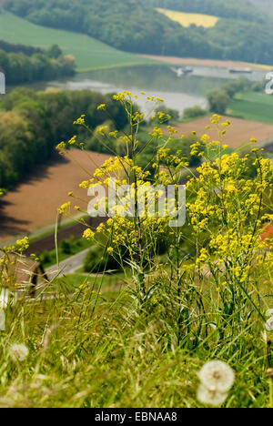 Essiccatore di guado (Isatis tinctoria), fioritura, Germania Foto Stock