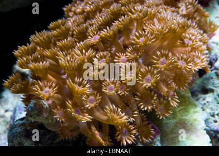 Vaso di fiori corallo (Goniopora spec.), Colonia Foto Stock