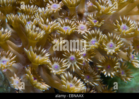Vaso di fiori corallo (Goniopora spec.), Colonia Foto Stock
