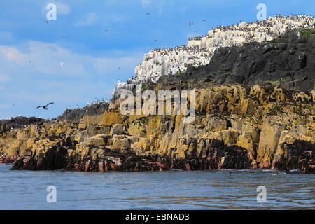 Colonia nidificazione presso la costa di farne isole, Regno Unito, Inghilterra, farne Islands Foto Stock