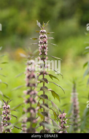 Motherwort, Throw-wort, Lion's Ear, Leone la coda (Leonurus cardiaca), fioritura, Germania Foto Stock