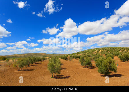 Albero di olivo (Olea europaea ssp. sativa), oliveti alla A311 tra Andujar e JaÚn, Spagna, Andalusia, Jaen Foto Stock