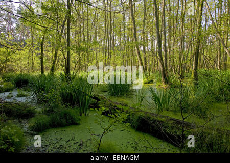 Alder palude, Germania, Meclemburgo-Pomerania, Usedom, Ueckeritz Foto Stock
