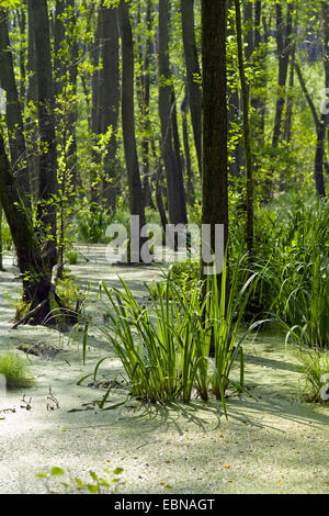 Alder palude, Germania, Meclemburgo-Pomerania, Usedom, Ueckeritz Foto Stock