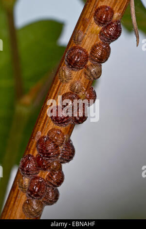 Brown Elm Scala, frutta europea Lecanium (Parthenolecanium corni), femmine aspirando a grapevine Foto Stock