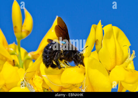 Grande carpenter api (Xylocopa spec.), falegname ape su fiori di ginestra, Croazia, Istria Foto Stock