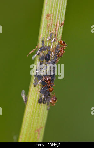 Red myrmicine ant, rosso ant (Myrmica rubra), a guardia di una colonia di afidi su germoglio Foto Stock