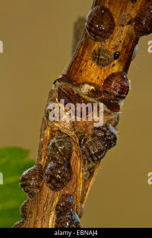 Brown Elm Scala, frutta europea Lecanium (Parthenolecanium corni), femmine aspirando a grapevine Foto Stock