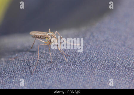 Zanzare e moscerini (Culicidae), femmina cercando di ottenere attraverso i vestiti con la sua proboscide, Russia, Kola, Varzuga River, Varzuga Foto Stock