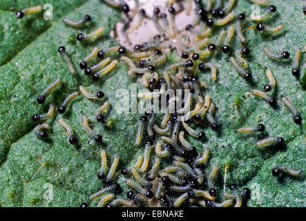 Peacock moth, peacock (Inachis io, Nymphalis io), di recente il tratteggio i bruchi su una foglia di ortica, Germania Foto Stock