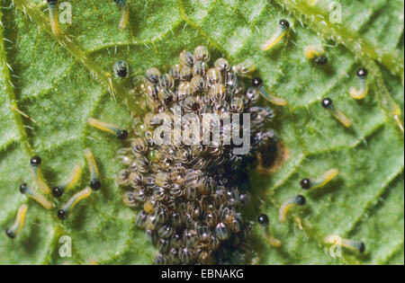 Peacock moth, peacock (Inachis io, Nymphalis io), uova e recentemente in tratteggio i bruchi su una foglia di ortica, Germania Foto Stock