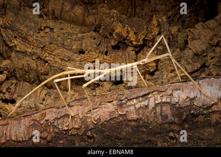 Giant stick insetto (Phobaeticus magnus), su un ramo Foto Stock