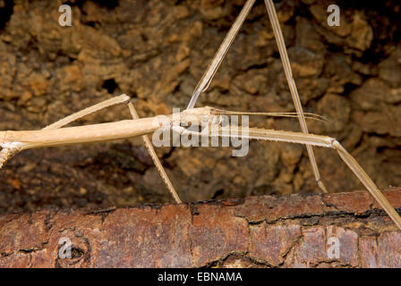 Giant stick insetto (Phobaeticus magnus), ritratto Foto Stock