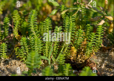 Sandwort mare, mare chickweed (Honckenya peploides), Germania Foto Stock