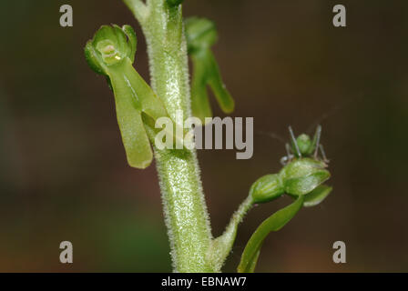 Twayblade comune, uovo-leaf twayblade (Listeria ovata), fiori, Germania Foto Stock