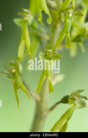 Twayblade comune, uovo-leaf twayblade (Listeria ovata), fiori, Germania Foto Stock