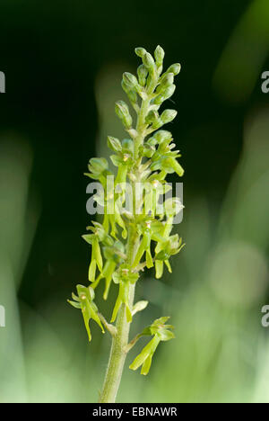 Twayblade comune, uovo-leaf twayblade (Listeria ovata), infiorescenza, Germania Foto Stock