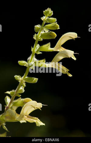 Hardy sage, Sticky salvia (Salvia glutinosa), infiorescenza, Germania Foto Stock