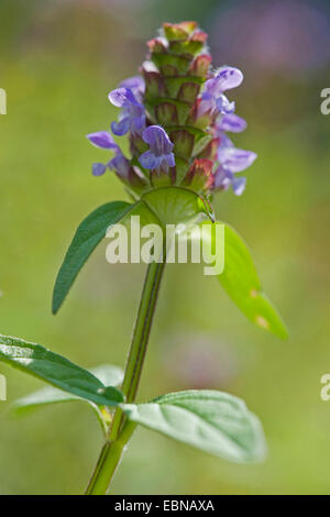 Falegname-erbaccia, guarire tutti e auto-guarire (prunella vulgaris), fioritura, Germania Foto Stock