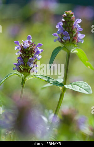 Falegname-erbaccia, guarire tutti e auto-guarire (prunella vulgaris), fioritura, Germania Foto Stock