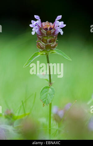 Falegname-erbaccia, guarire tutti e auto-guarire (prunella vulgaris), fioritura, Germania Foto Stock